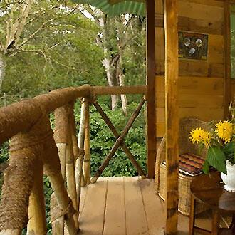 The Wild, Masinagudi 4